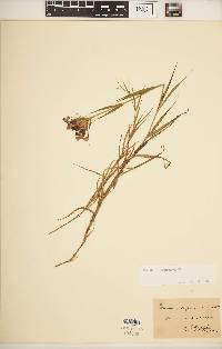 Image of Dianthus trifasciculatus