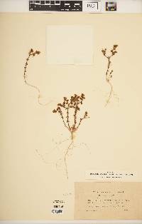 Image of Loeflingia micrantha