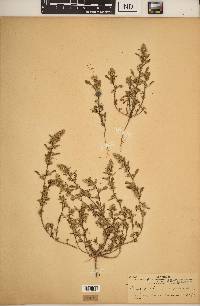 Amaranthus viscidulus image