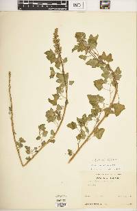 Chenopodium petiolare image