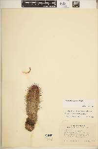 Mammillaria grahamii image