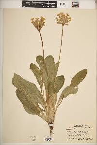 Primula floribunda image