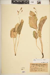 Image of Primula latiloba