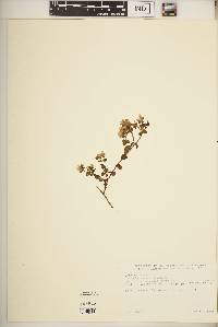 Image of Swertia calycina