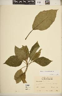 Brugmansia × candida image