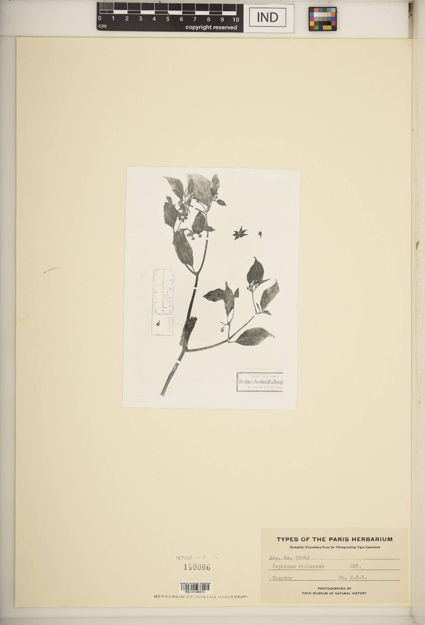 Capsicum violaceum image