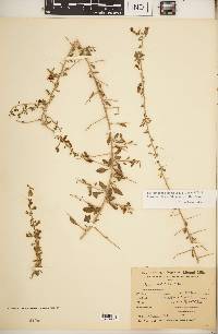 Lycium tenuispinosum image