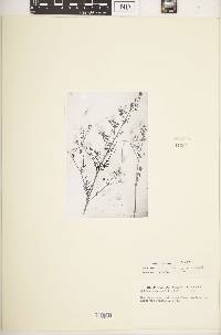 Image of Schizanthus candidus