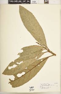 Chionanthus pedunculatus image