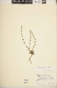 Image of Satureja myrtifolia
