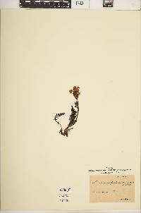 Image of Pedicularis fasciculata