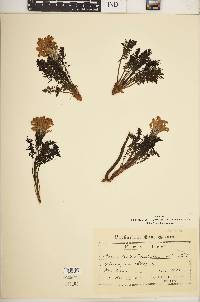 Image of Pedicularis friderici-augusti