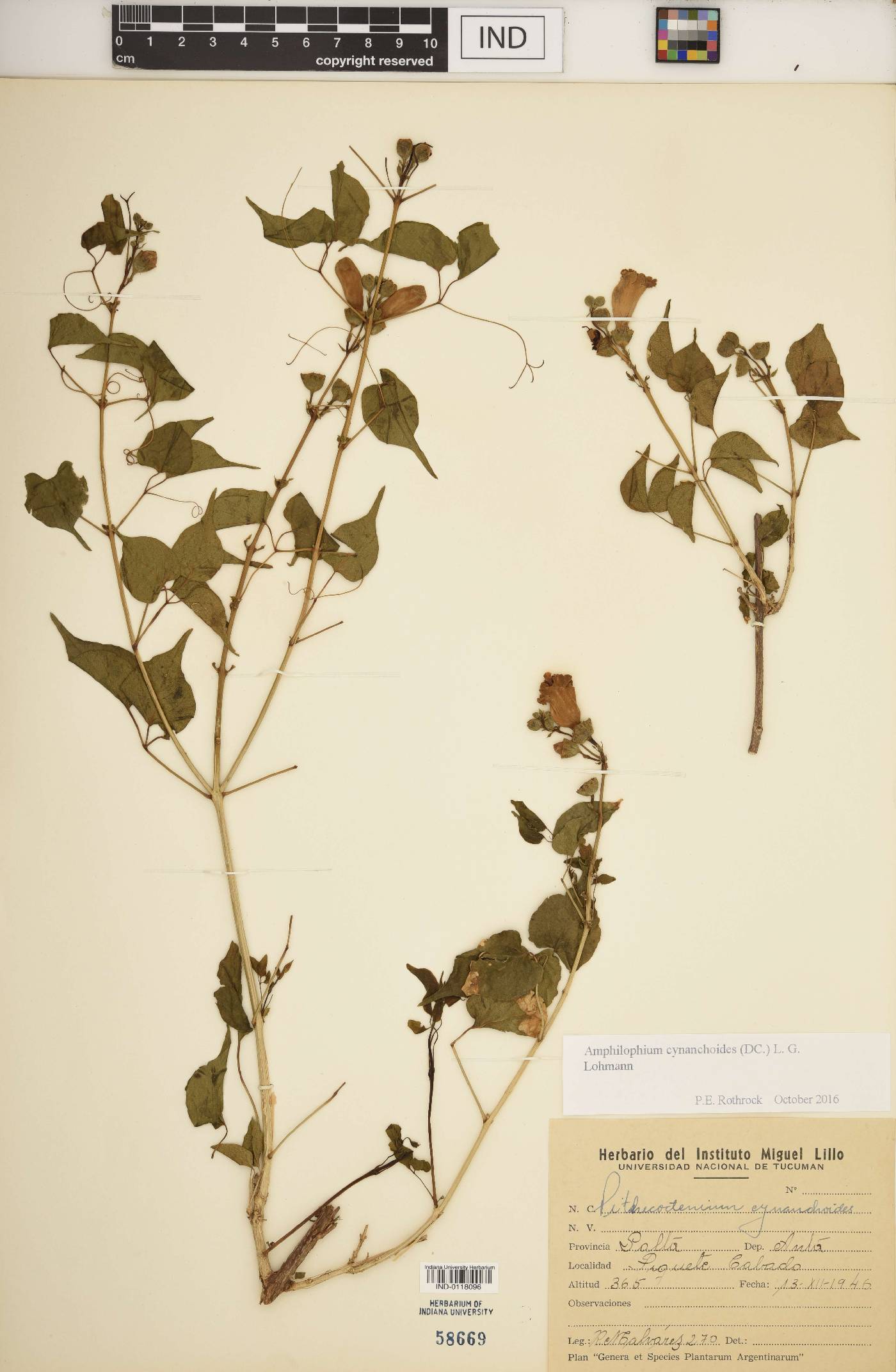 Amphilophium cynanchoides image