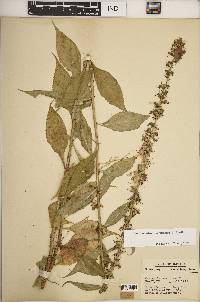 Campanulastrum americanum image