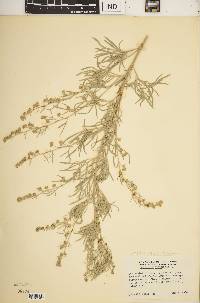 Artemisia arborescens image