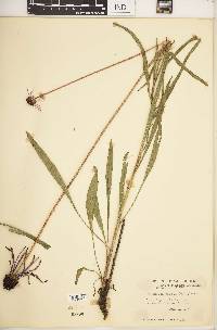 Echinacea pallida image