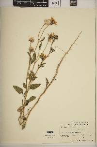 Helianthus deserticola image