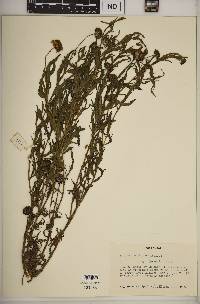 Helianthus dissectifolius image