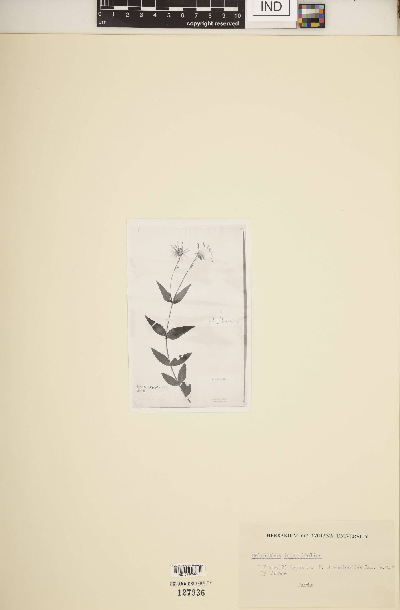 Helianthus integrifolius image