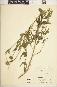 Helianthus laciniatus image