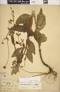 Helianthus pauciflorus image