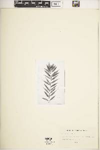 Helianthus virgatus image