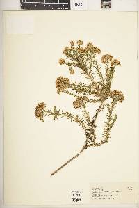 Image of Helichrysum abietinum