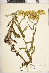 Helichrysum foetidum image
