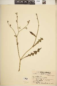 Image of Launaea aspleniifolia