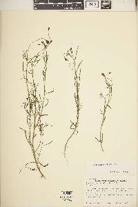 Porophyllum linaria image