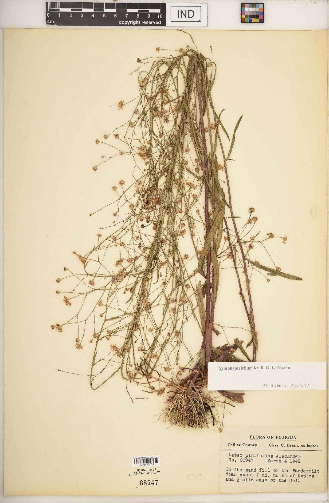Symphyotrichum kralii image