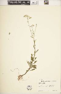 Image of Vernonia cymosa