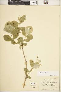 Lonicera reticulata image