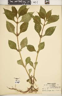 Triosteum aurantiacum var. illinoense image