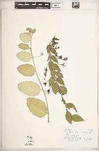 Burmeistera crassifolia image