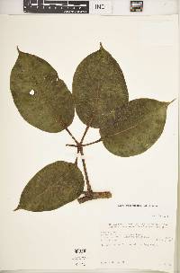 Image of Schefflera myriantha