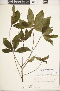 Image of Schefflera lukwangulensis