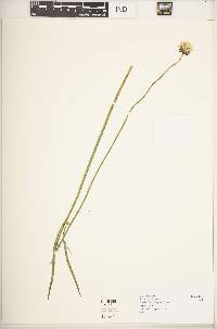 Image of Cephalaria pungens
