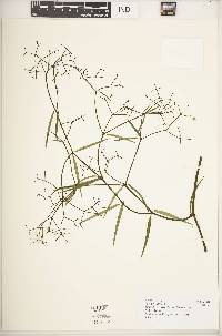 Image of Periploca linearifolia