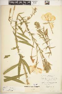 Oenothera longissima image