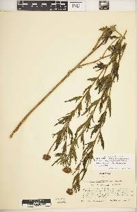 Helianthus dissectifolius image