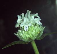 Image of Pycnanthemum virginianum