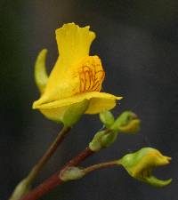 Image of Utricularia macrorhiza