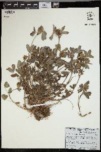 Image of Trifolium echinatum