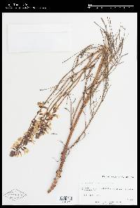 Astragalus lonchocarpus image