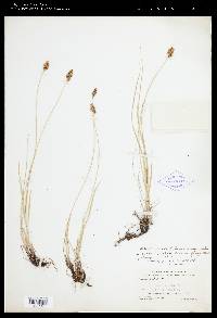 Carex praegracilis image