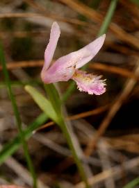 Image of Pogonia ophioglossoides