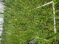 Carex prairea image
