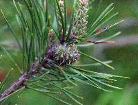 Image of Pinus virginiana