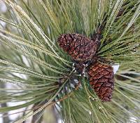 Image of Pinus resinosa